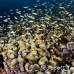 anthias_lr_mb_h_0595_png3144.jpg